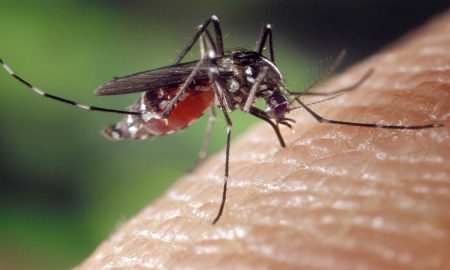 Berikut ini adalah beberapa tips agar nyamuk tidak bersarang di rumah: